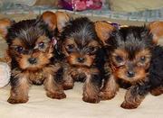 Cute And Adorable male And Female Teacup Yorkie Puppies